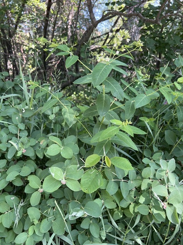 Apocynum × floribundum (intermediate dogbane) (alternate view 3)