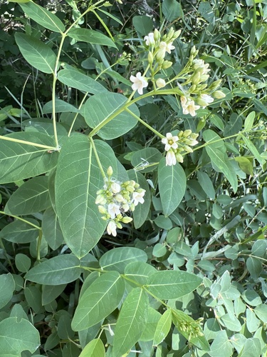 Apocynum × floribundum (intermediate dogbane) (alternate view 2)