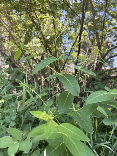 Apocynum × floribundum (intermediate dogbane) (alternate view 4)