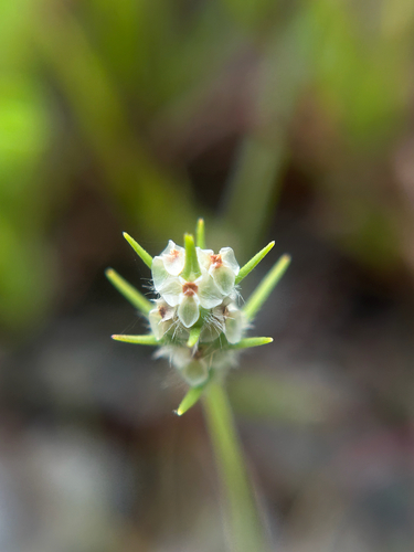 Plantago aristata (bracted plantain) (alternate view 5)