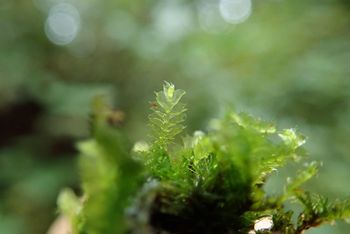 Lophocolea bidentata (Bifid Crestwort)