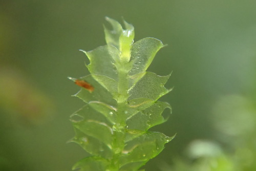 Lophocolea bidentata (Bifid Crestwort)