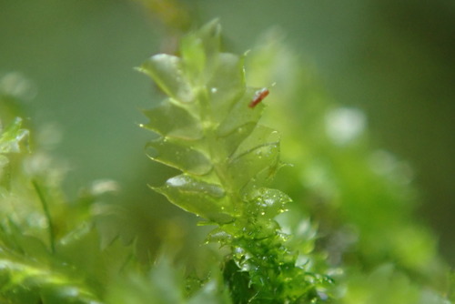 Lophocolea bidentata (Bifid Crestwort)