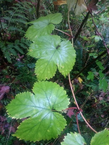 Humulus (Hops) (alternate view 6)