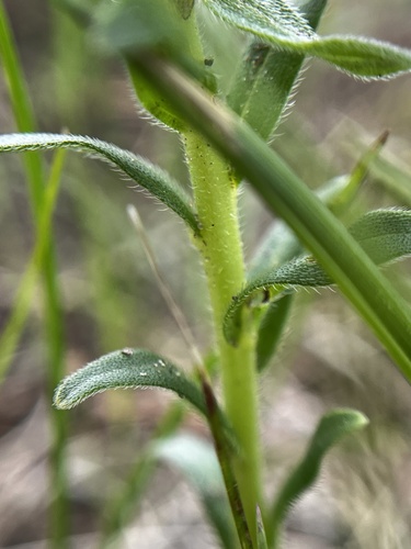 Lithospermum caroliniense (hairy puccoon) (alternate view 4)