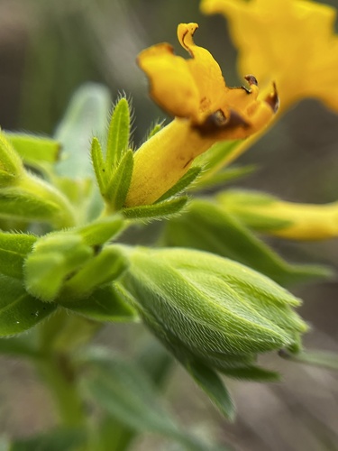 Lithospermum caroliniense (hairy puccoon) (alternate view 3)