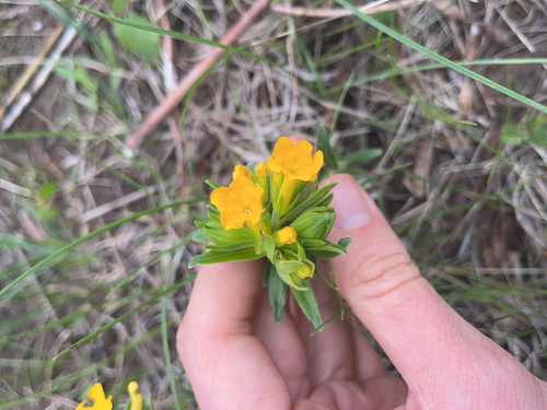 Lithospermum caroliniense (hairy puccoon) (alternate view 5)
