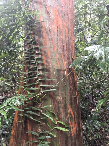 Gossia bidwillii (Python Tree)