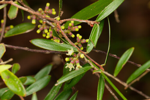 Acrotriche aggregata (Ground Berry) (alternate view 9)