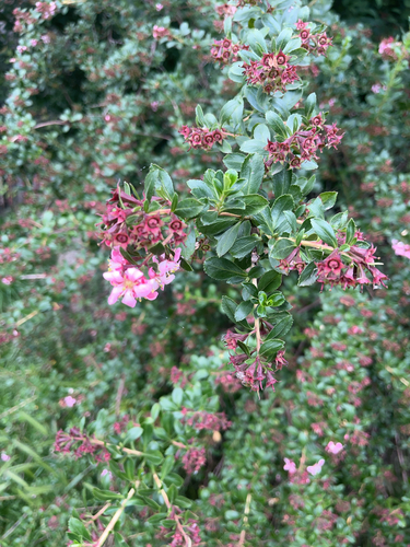 Escallonia × rigida (Escallonia Hybrid) (alternate view 4)