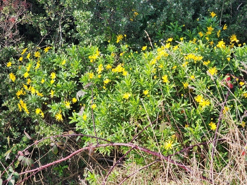 Euryops (True-eye Daisies) (alternate view 3)