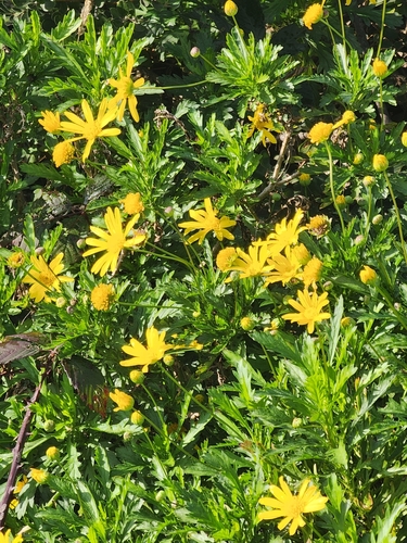 Euryops (True-eye Daisies) (alternate view 4)
