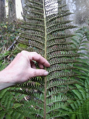 Polystichum aculeatum (hard shield fern)