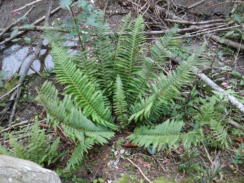Polystichum aculeatum (hard shield fern)