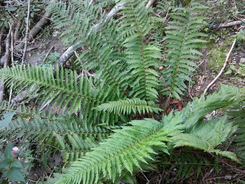 Polystichum aculeatum (hard shield fern)