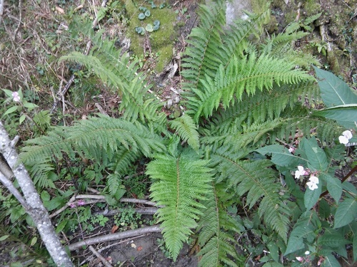 Polystichum aculeatum (hard shield fern)