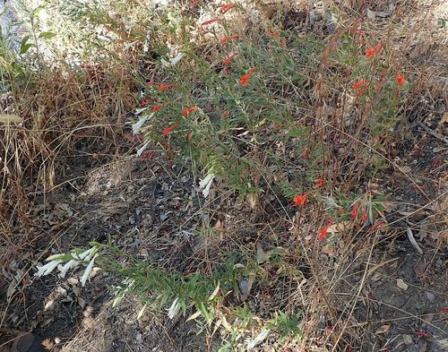 Epilobium canum (California fuchsia) (alternate view 7)