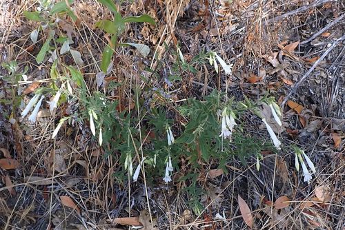 Epilobium canum (California fuchsia) (alternate view 8)
