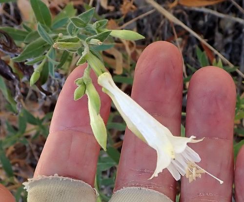 Epilobium canum (California fuchsia) (alternate view 10)