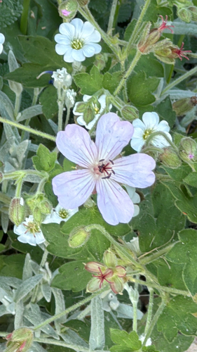 Geranium caespitosum (pinewoods geranium) (alternate view 7)