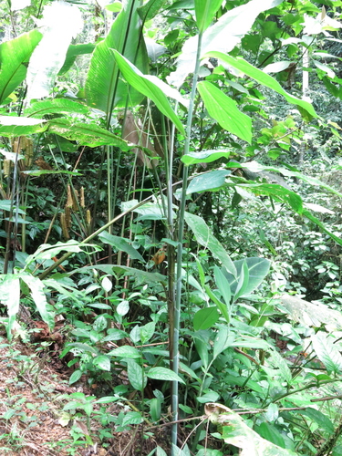 Costus (spiral gingers) (alternate view 8)