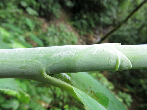 Costus (spiral gingers) (alternate view 9)