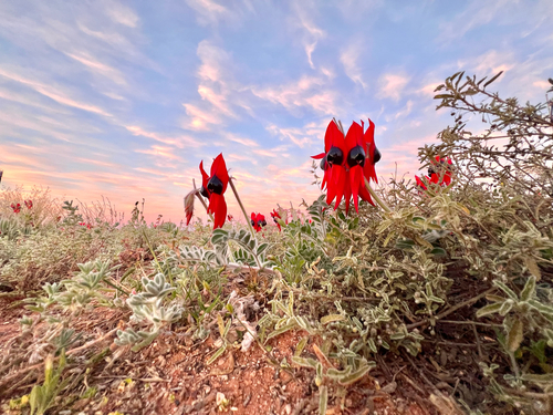 Swainsona formosa (Sturt's Desert Pea) (alternate view 2)