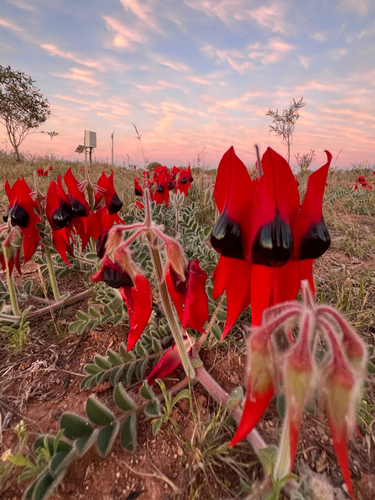 Swainsona formosa (Sturt's Desert Pea) (alternate view 3)
