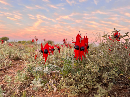 Swainsona formosa (Sturt's Desert Pea)