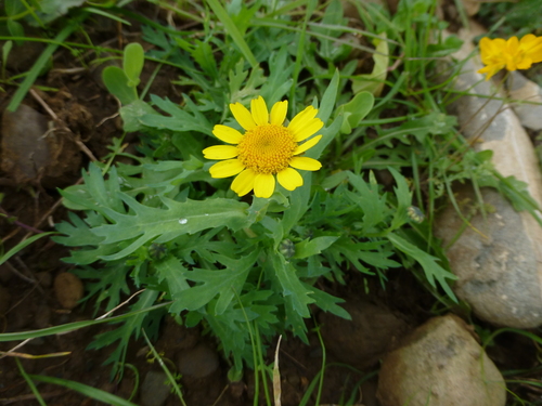 Glebionis segetum (Corn Marigold)