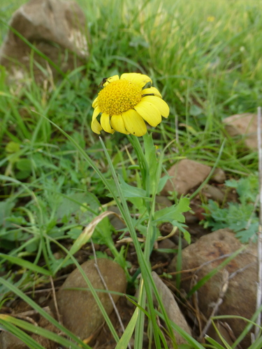 Glebionis segetum (Corn Marigold)