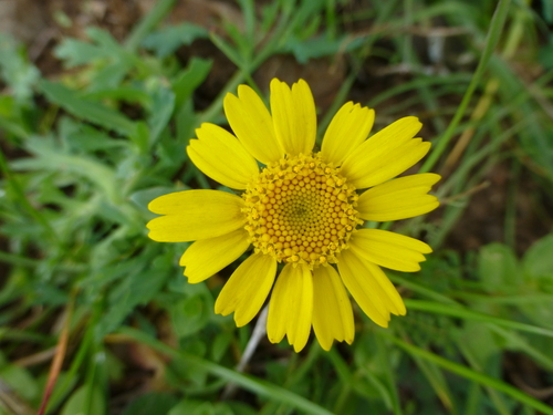 Glebionis segetum (Corn Marigold)