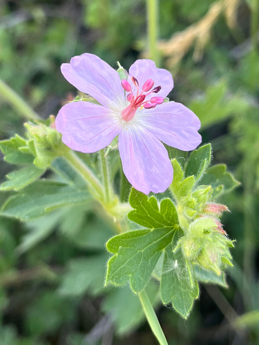 Geranium caespitosum (pinewoods geranium) (alternate view 6)