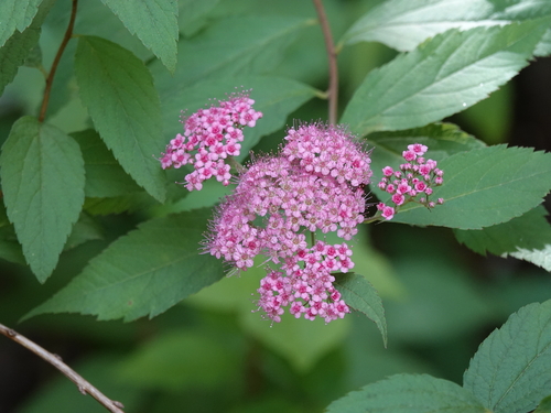 Spiraea japonica (Japanese Spirea) (alternate view 4)
