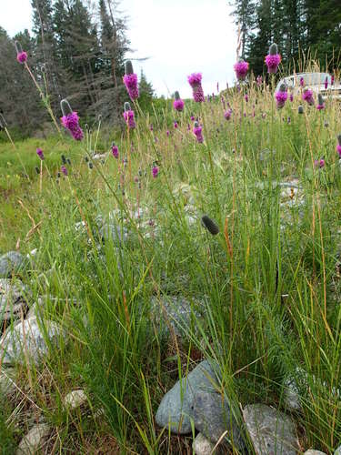 Dalea purpurea (purple prairie clover) (alternate view 2)
