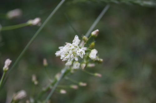 Toxicoscordion venenosum (Meadow Deathcamas) (alternate view 5)