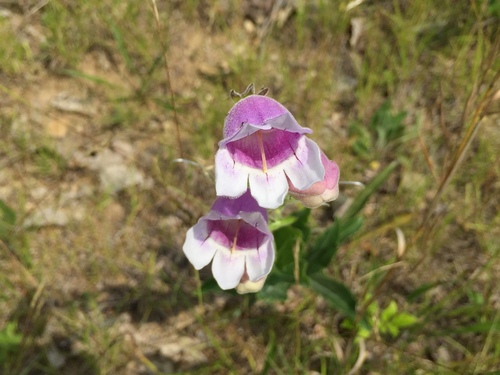 Penstemon cobaea (cobaea beardtongue) (alternate view 10)