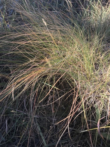 Sporobolus heterolepis (Prairie Dropseed)