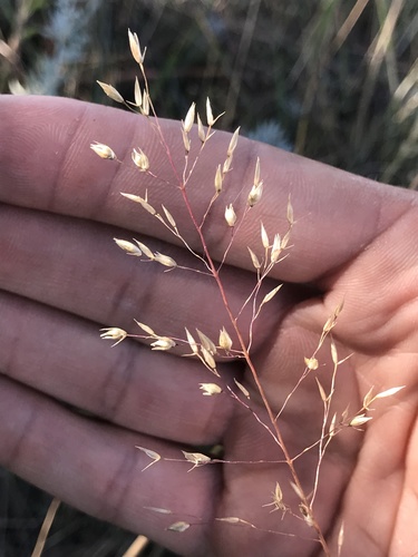 Sporobolus heterolepis (Prairie Dropseed)