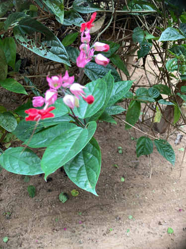 Clerodendrum × speciosum (Red Bleeding Heart Vine)