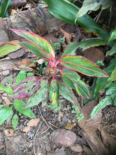 Aglaonema commutatum (Chinese Evergreen) (alternate view 7)