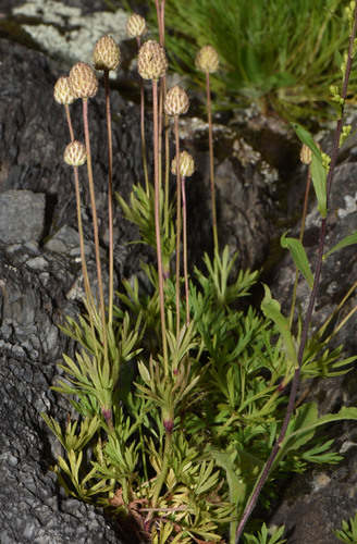 Anemone multifida (alternate view 7)