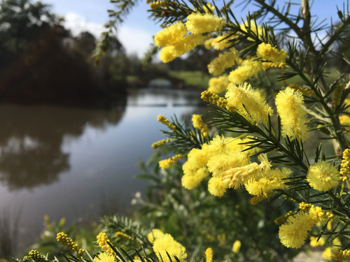 Acacia verticillata (Prickly moses) (alternate view 6)