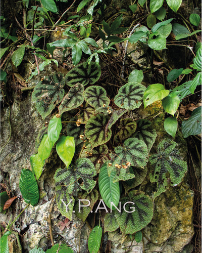 Begonia masoniana (Criss Cross Begonia)