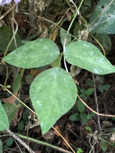 Amphicarpaea bracteata (American hog-peanut)
