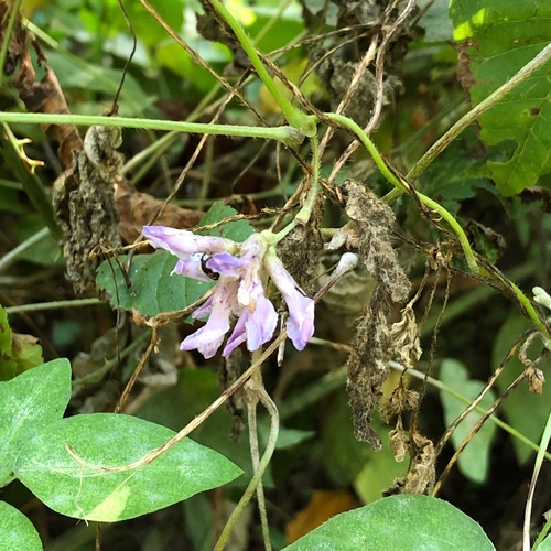 Amphicarpaea bracteata (American hog-peanut)