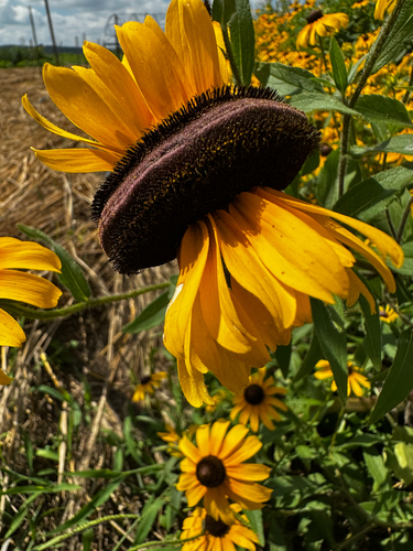 Rudbeckia hirta (large black-eyed Susan) (alternate view 2)