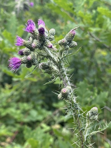 Cirsium palustre (Marsh Thistle)