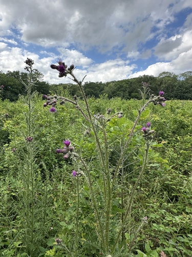 Cirsium palustre (Marsh Thistle)