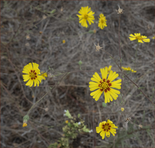 Madia elegans (Common Madia) (alternate view 9)